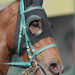 A brown horse is wearing a a device designed to block out distractions from its peripheral vision