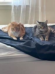 Two cats, an orange tabby and a gray tabby, sit with their forepaws in front of them, looking like the Great Sphinx. 